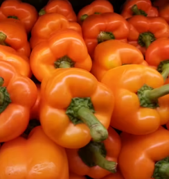 파프리카 효능 부작용 고르는법 칼로리