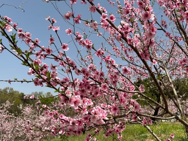 [4월 축제]서울근교 봄꽃 축제❘부천 춘덕산 복숭아꽃 축제❘복숭아꽃 개화가 절정이에요. 맛집 추천