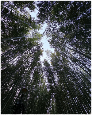 섬진강 대나무숲길