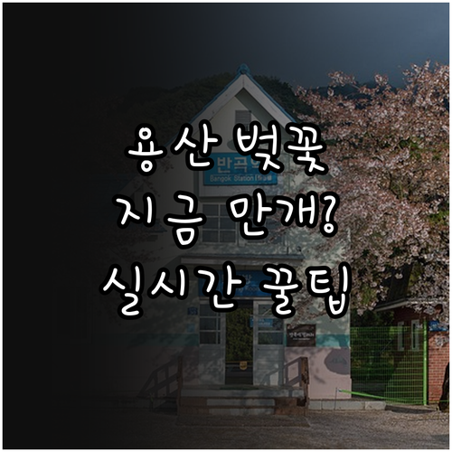 용산구 벚꽃 명소 추천 및 실시간 개..