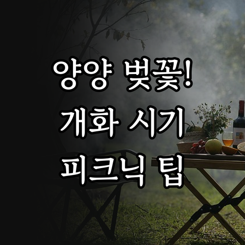 양양 벚꽃 개화 시기 안내 및 남대천..