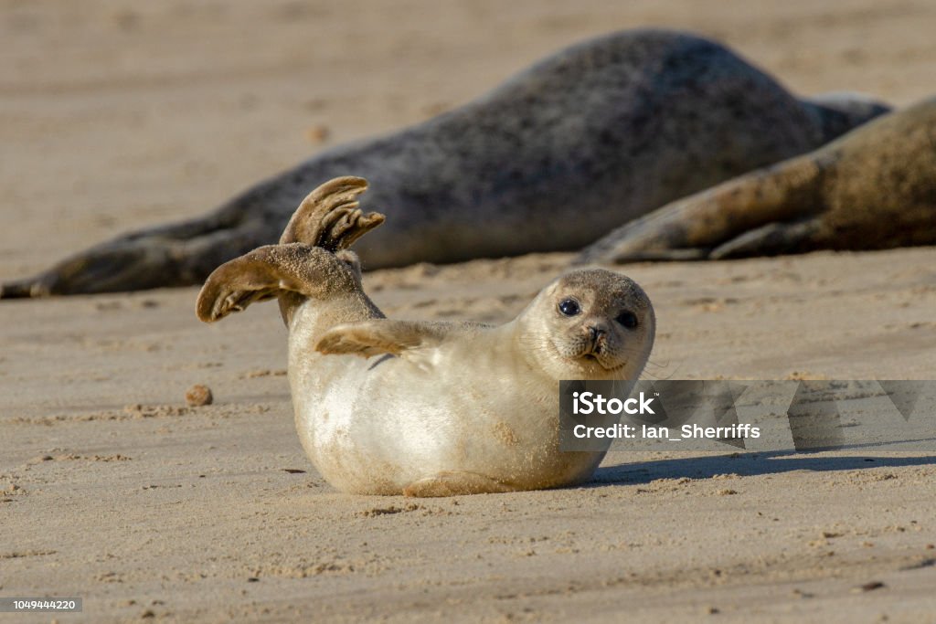 하와이안 몽크씰의 번식 실패가 늘어나는 원인과 행동학적 배경