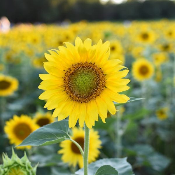 파주 해바라기 축제
