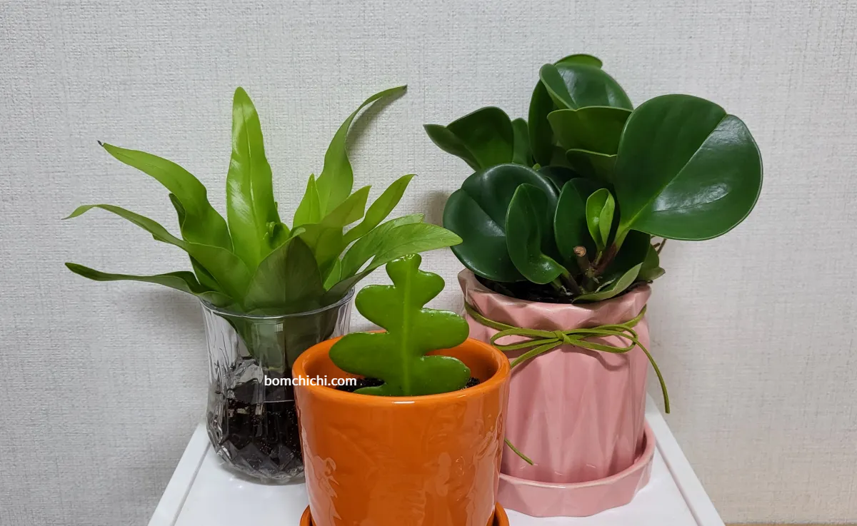 화분과 유리 잔에 옮겨 담은 식물 3종 사진