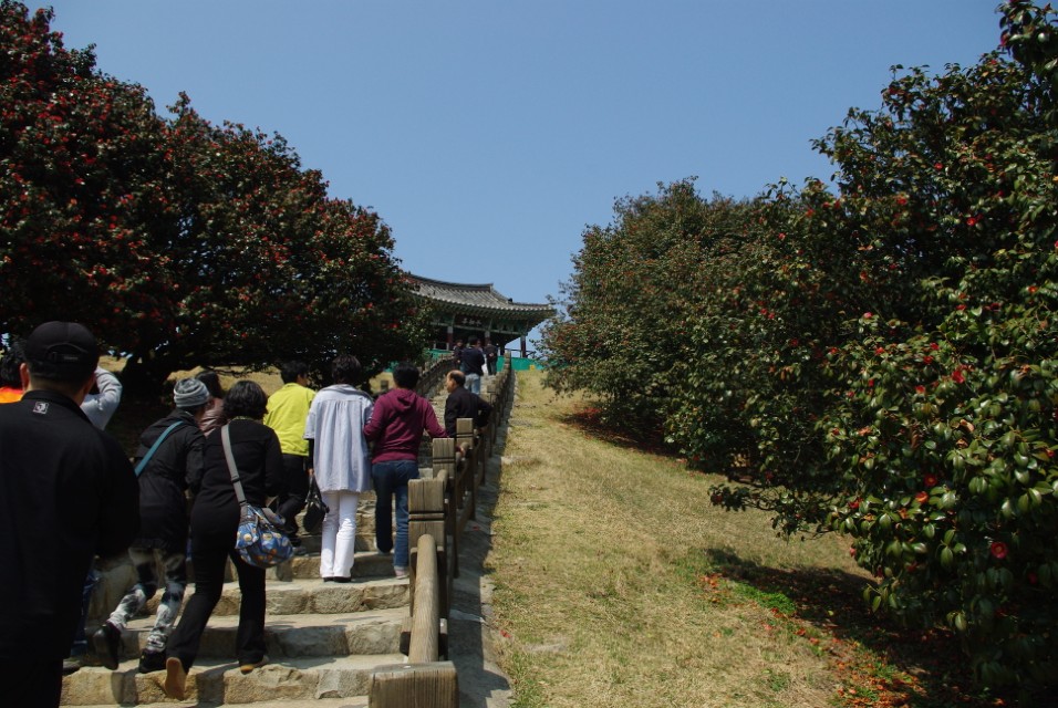 봄철 서천 마량리 동백나무숲과 산책로 풍경