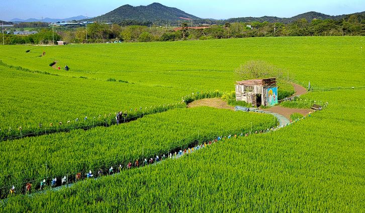 고창 청보리밭 축제 입장료 맛집 숙박 주차