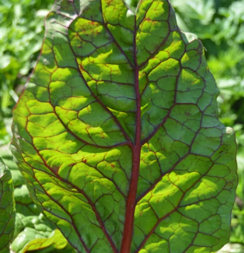 근대 효능과 부작용 나물 먹는법 고르는법 칼로리