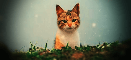 새끼-고양이