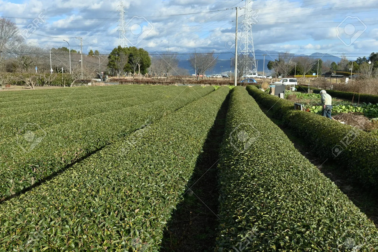 차나무 재배 잎 따기 시기 그늘 재배 향 유지_3