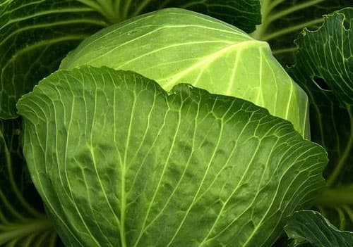 콩팥에 좋은 음식 양배추