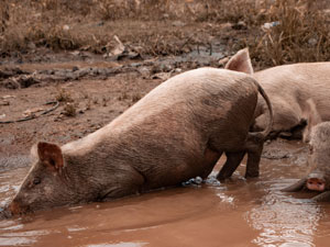 할랄푸드 - 이슬람 경전 코란에서 돼지고기 금지