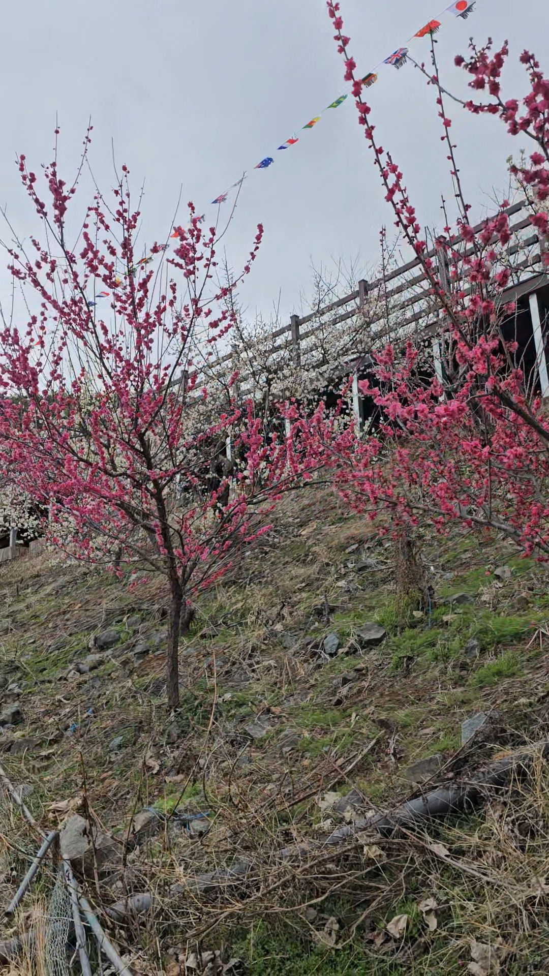 원동매화축제개화시기