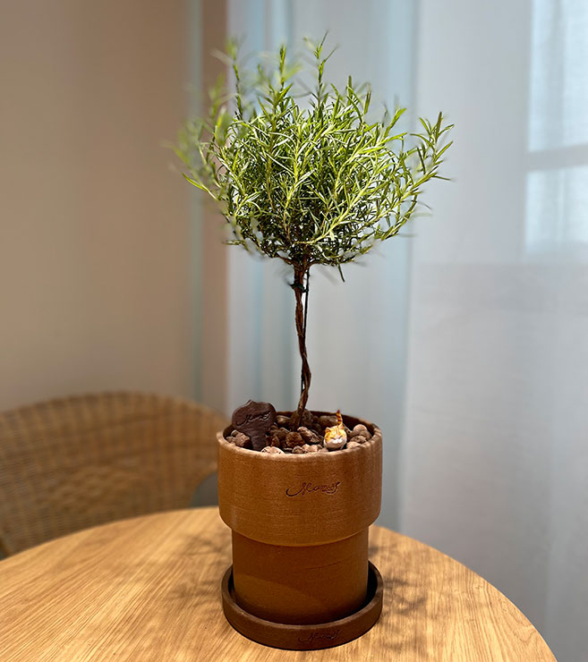 로즈마리-화분