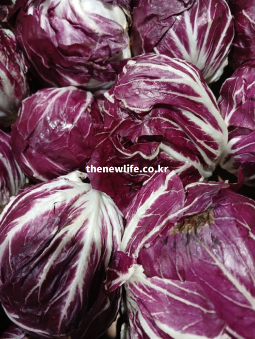 라디치오 효능이 가장 뛰어난 겨울 제철의 싱싱하고 붉은 실물 모습