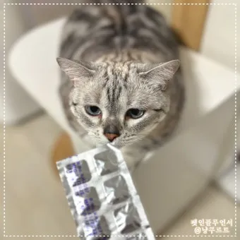 "고양이