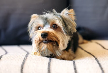 강아지와 감자/출처:어도비스톡