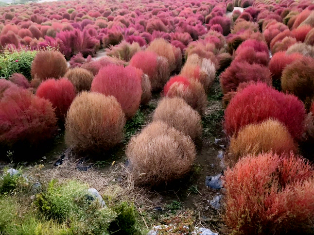 연천 임진강 댑싸리 공원