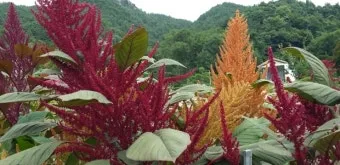 아마란스 재배 직파 요령 잎과 곡립 겸용 수확_12