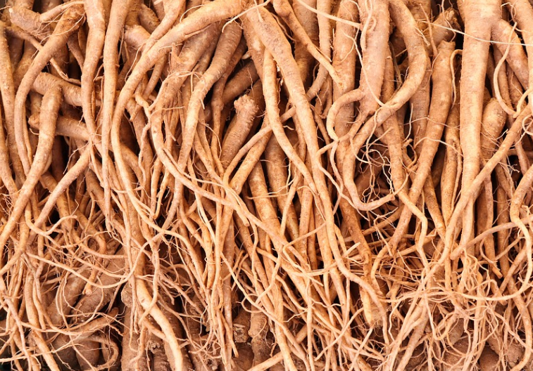 도라지 관련 사진