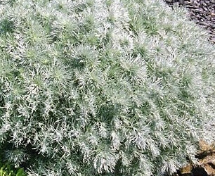 은쑥 : 은빛 정원 텍스처의 마법사