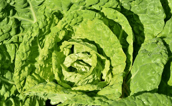 설 선물세트 추천