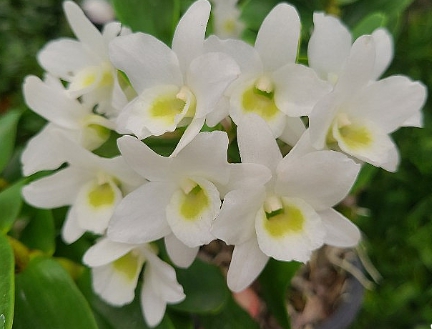 겨울 꽃 덴드로비움