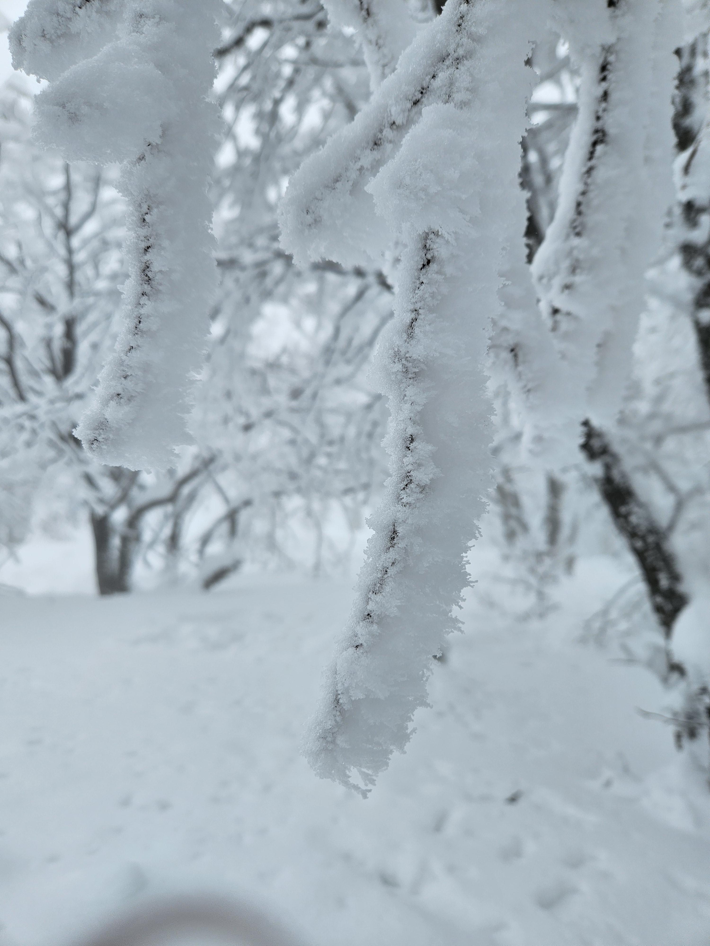 사슴 뿔을 연상케 하는 나뭇가지