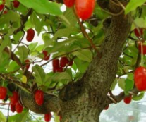 보리수 열매 효능