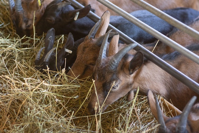 2025년 농업인 공익직불금 비대면 신청 방법 신청대상