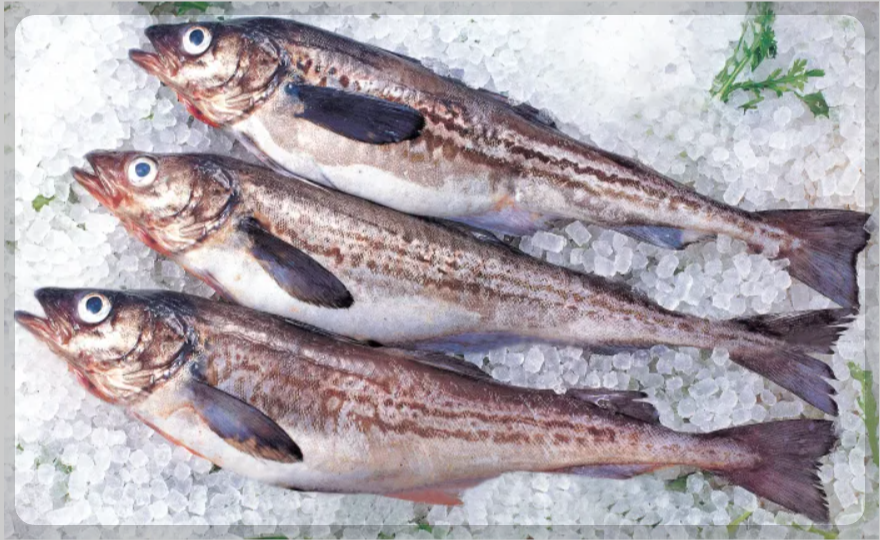 12월 제철 해산물