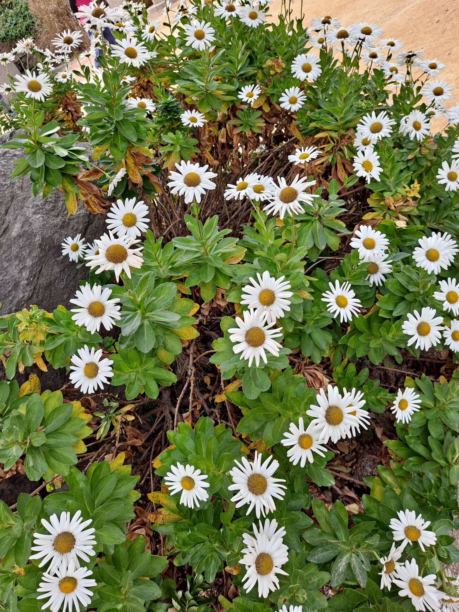 전등사 해국 화단