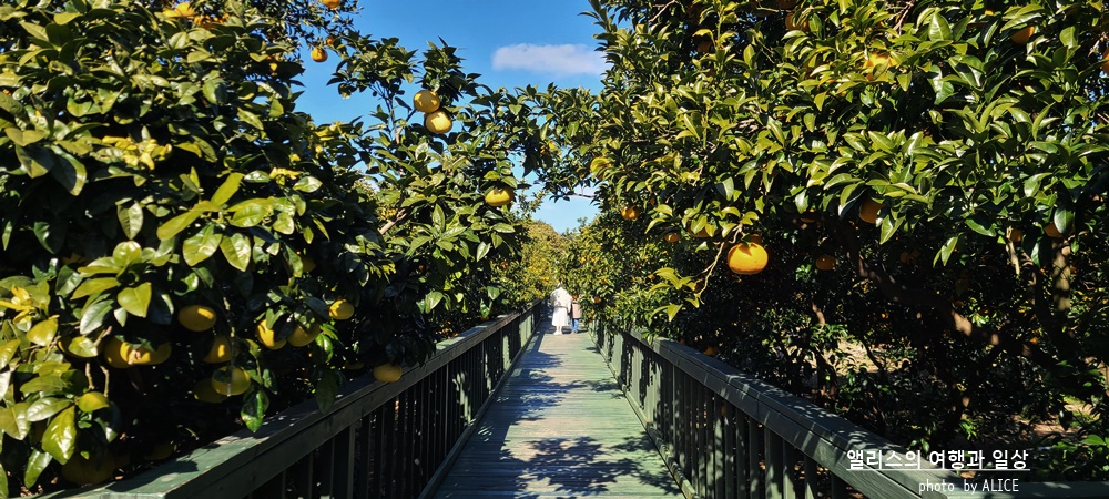 제주 노블피아호텔 주변 서귀포 가볼만한곳 BEST 10 