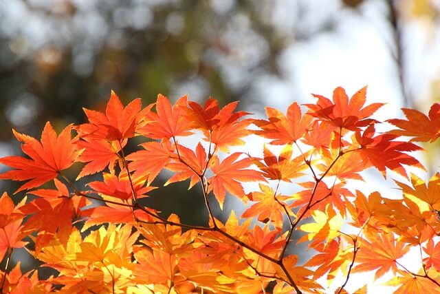 가야산 단풍절정시기