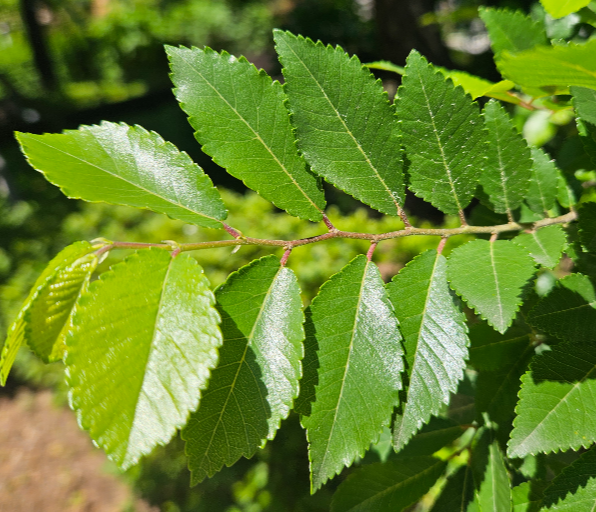 느릅나무 잎1