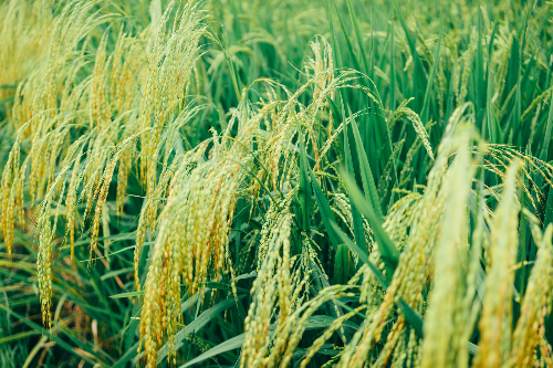 고향 사랑의 날 공모 방법