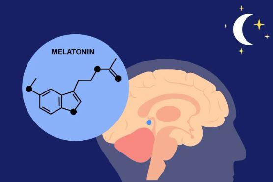 멜라토닌 효능