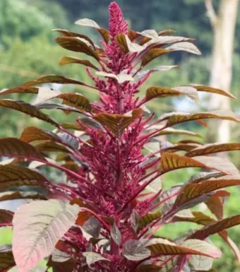 아마란스 재배 직파 요령 잎과 곡립 겸용 수확_4