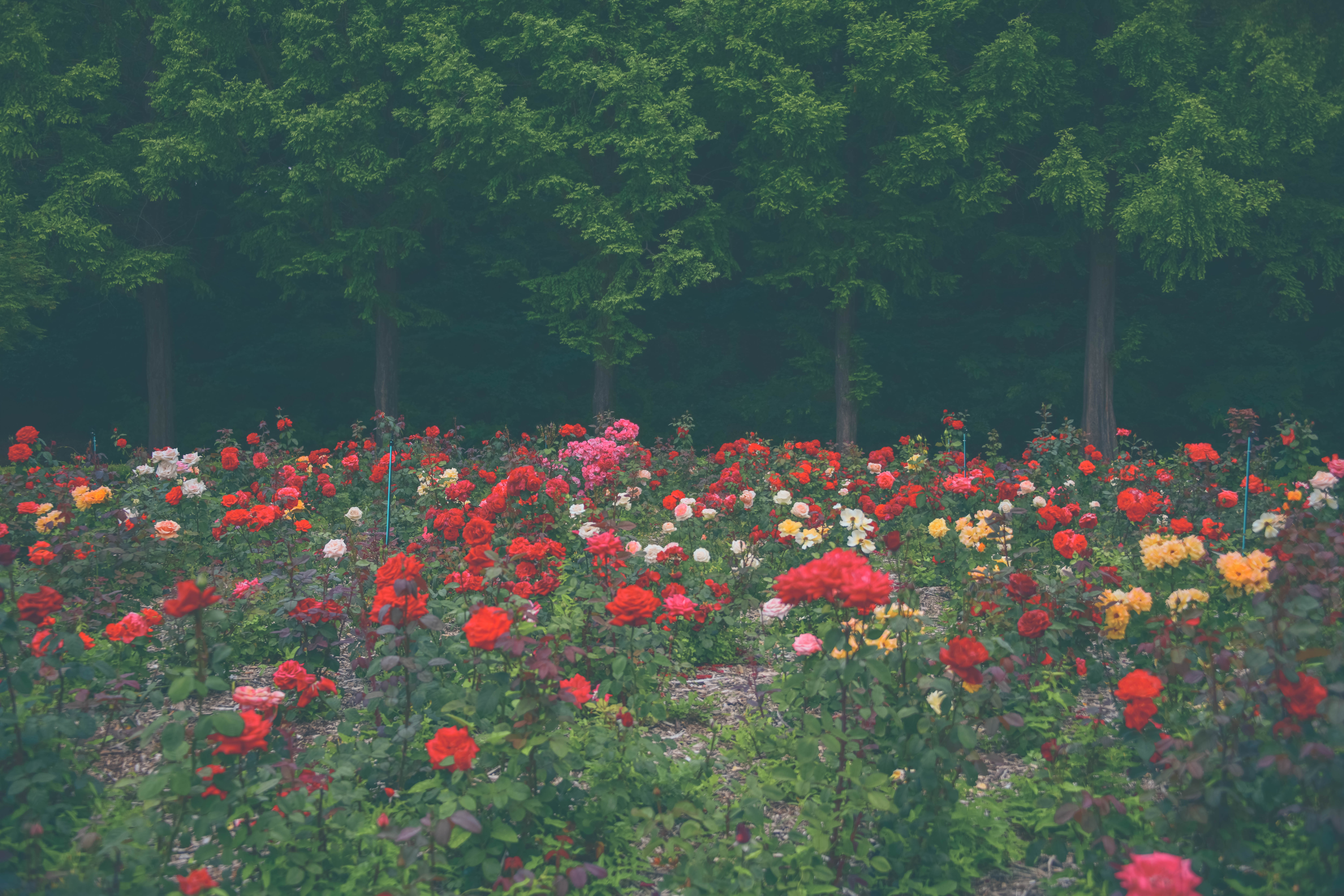 인천대공원 장미원