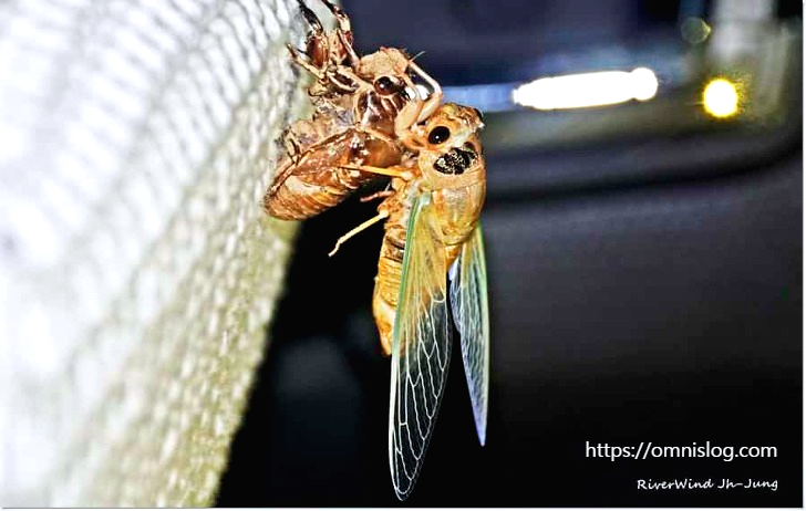 아름다운 매미성충