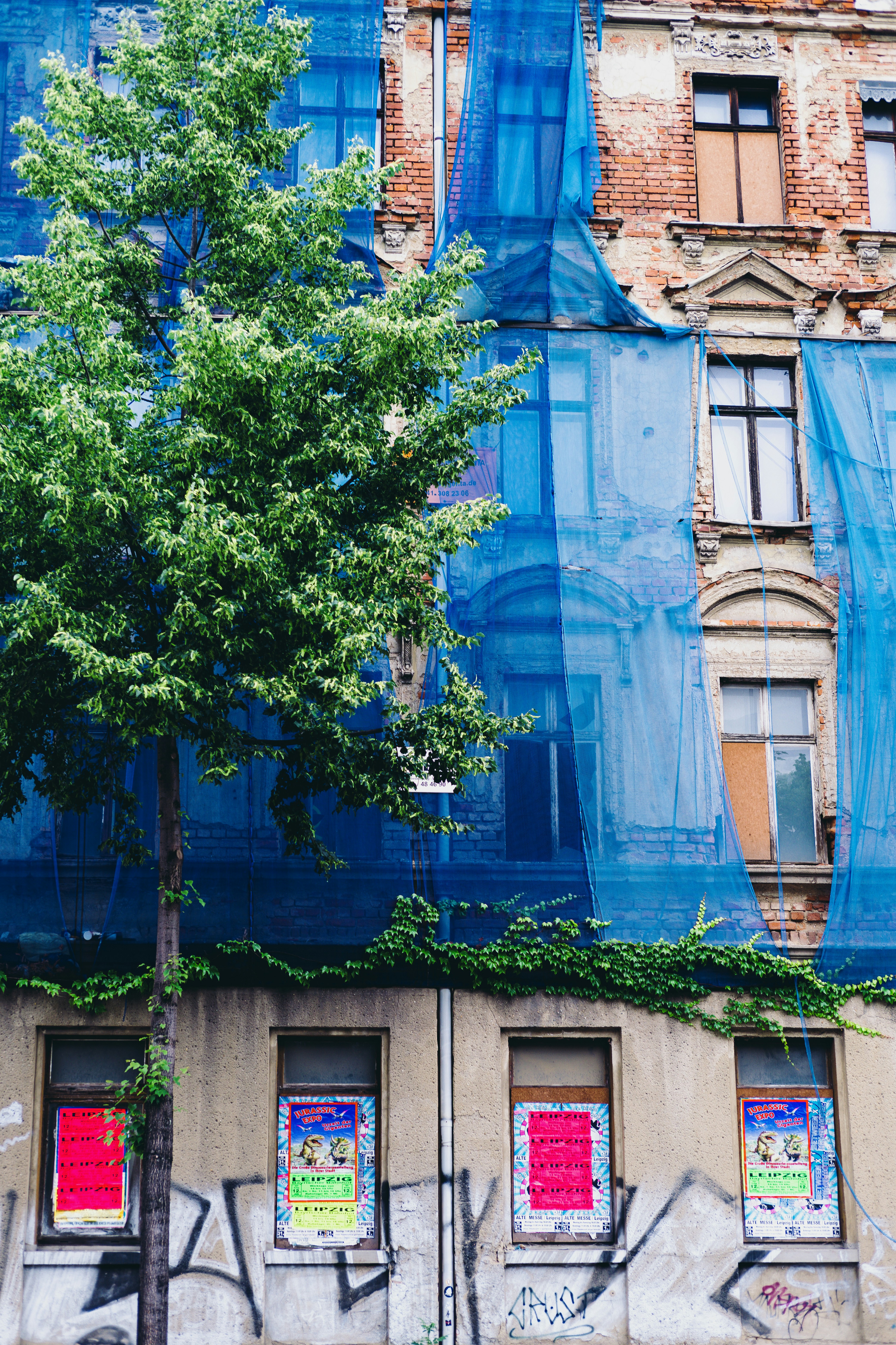 녹보수 키우는 법 및 잎이 떨어지는 이유 (+ 꽃말 물 주기 진드기 해피트리 차이점)