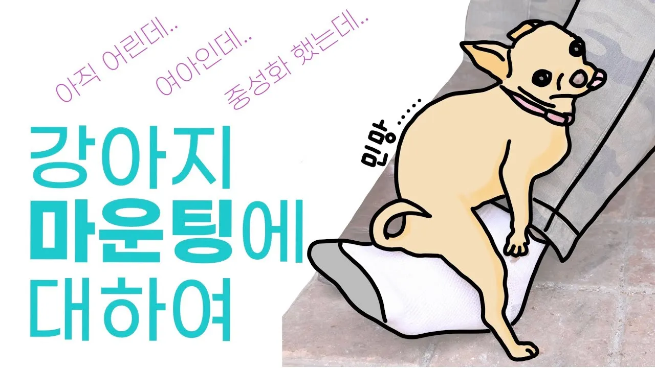 강아지 마운팅 이유 해결 방법_2
