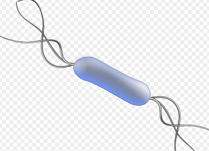 기타 증가 중인 내성균