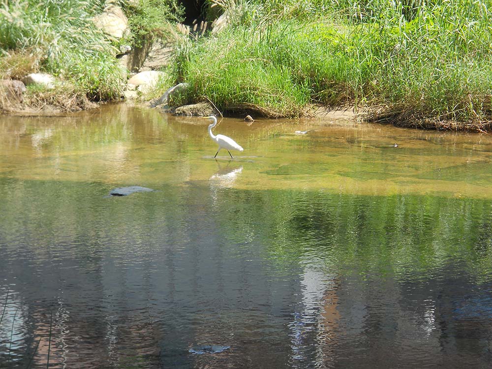 홍제천(hongjecheon)의 백로 