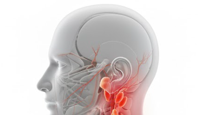 귀 뒤쪽 위치와 연관된 신체 구조