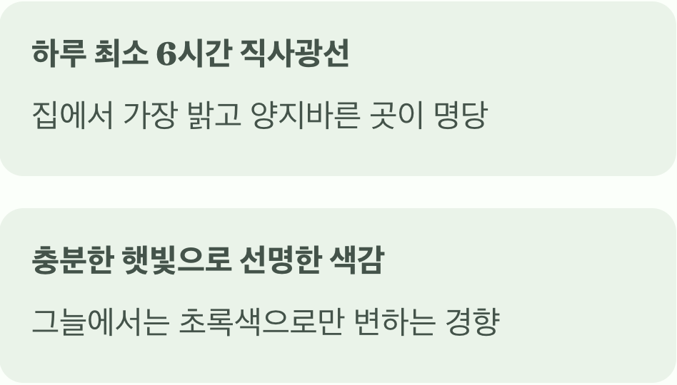 햇빛 샤워, 색감을 깨우는 마법