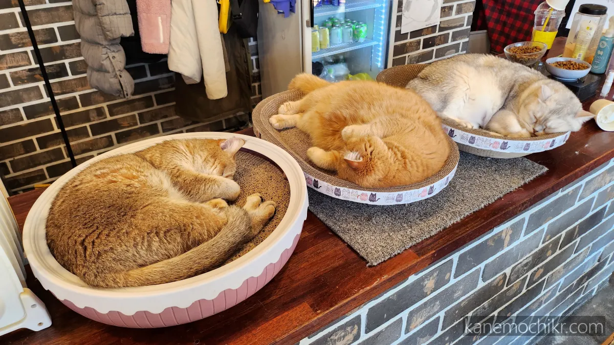 잠든고양이