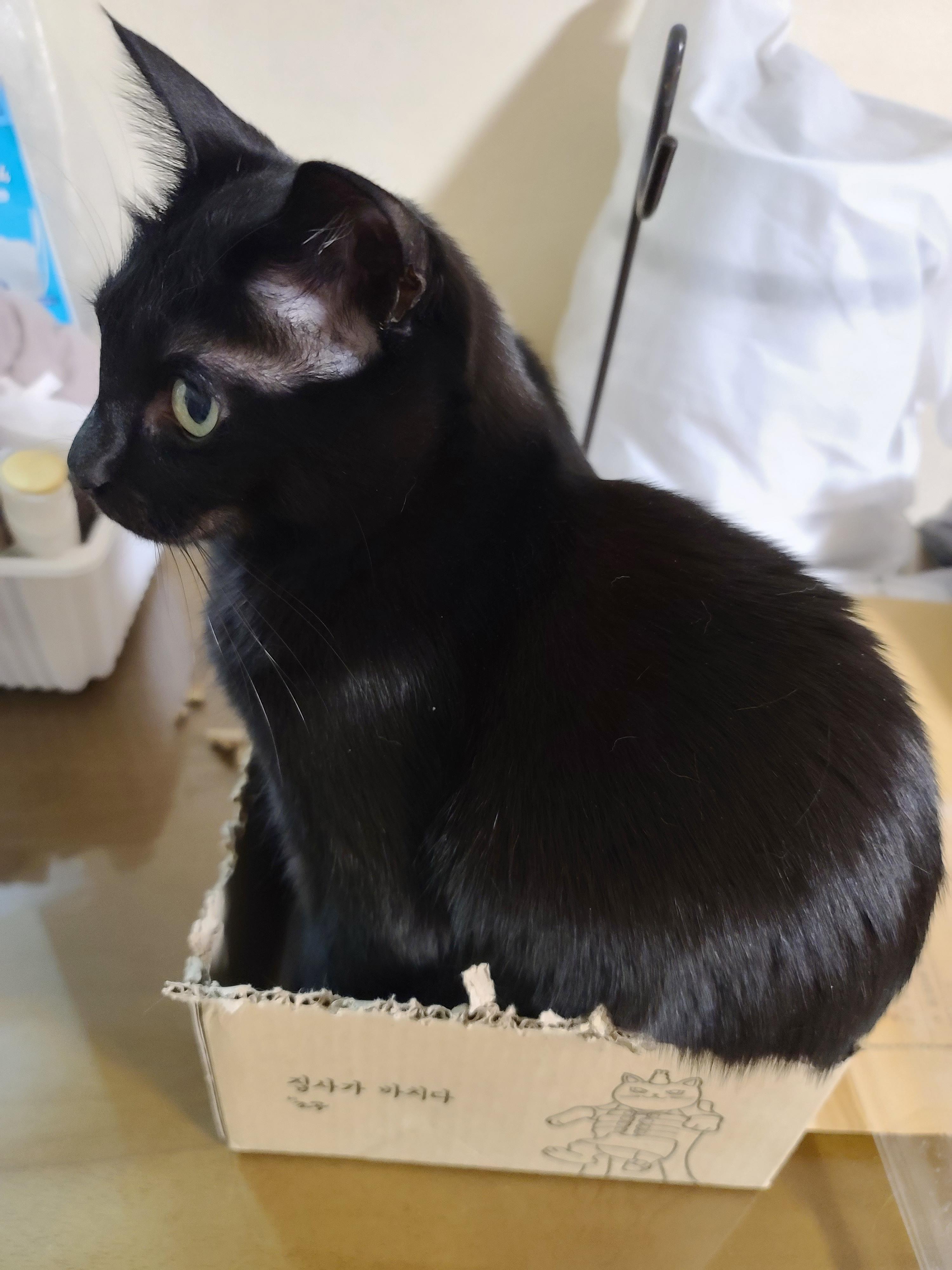 예술적감각이 뛰어난 고양이 올블랙 건이와 코트 무늬가 뛰어난 고양이 카오스 사랑이.