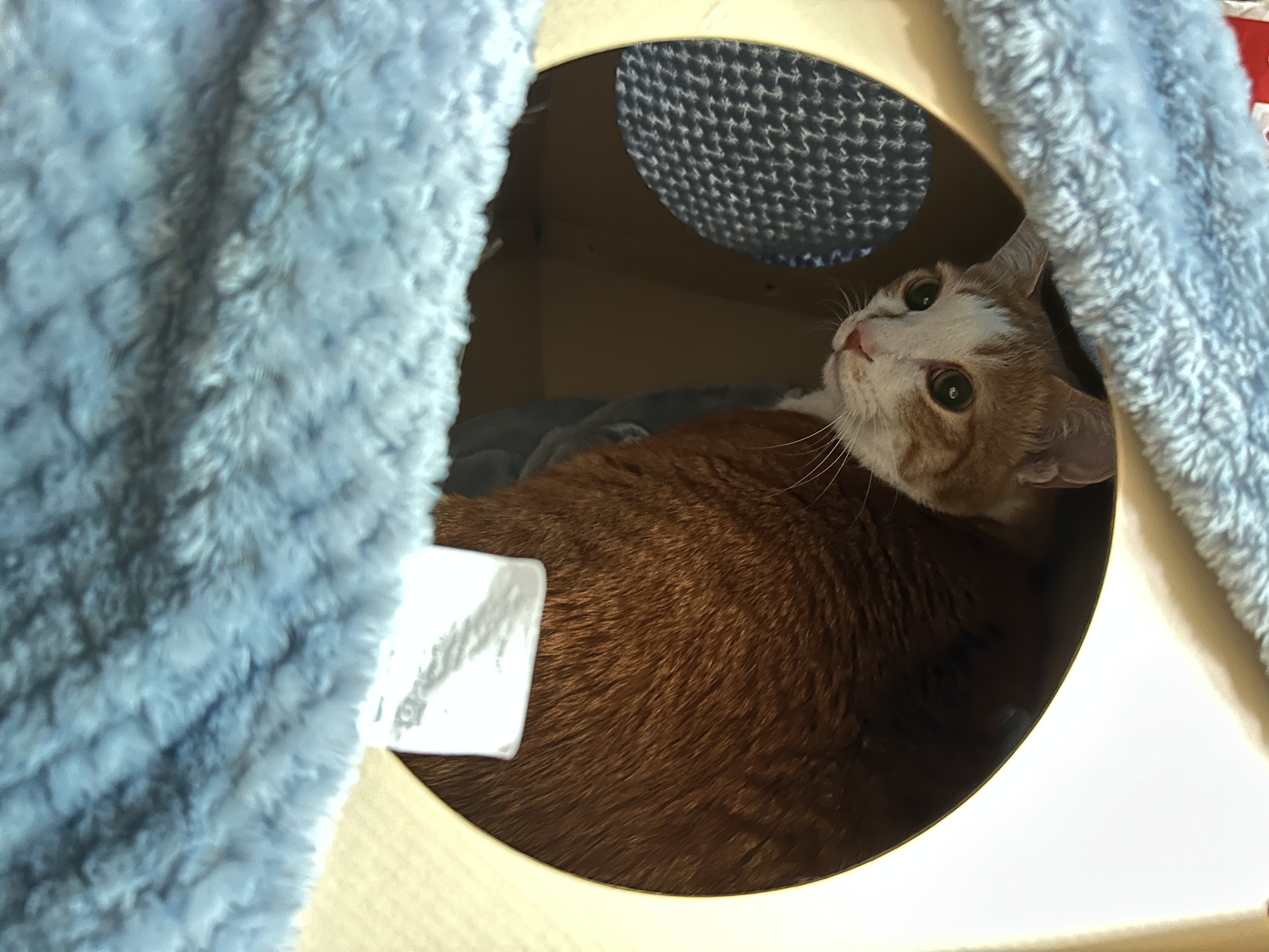 담요_덮어둔_캣미로_꼭대기_안에_있는_호야