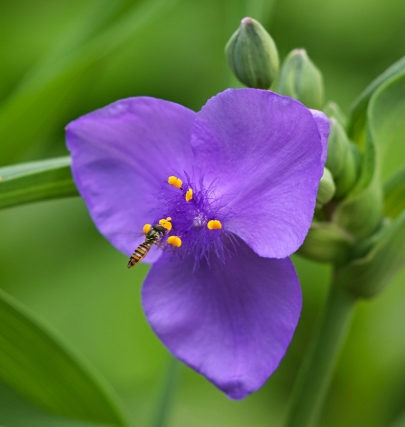 가을에 피는 꽃 자주달개비