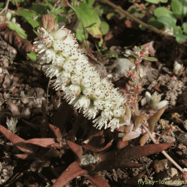 항암 약초 와송의 효능